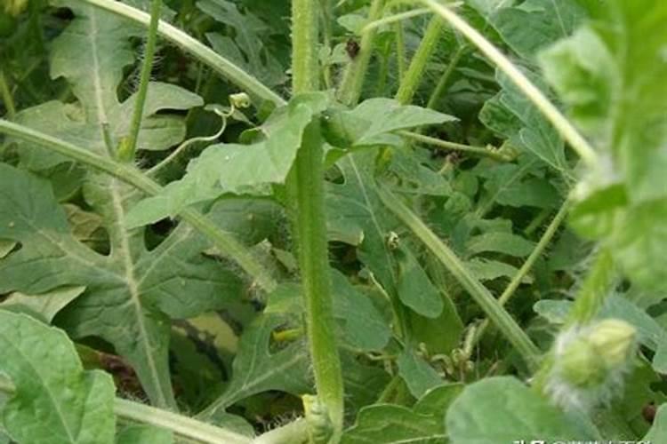 小麦四月份能打除草剂吗