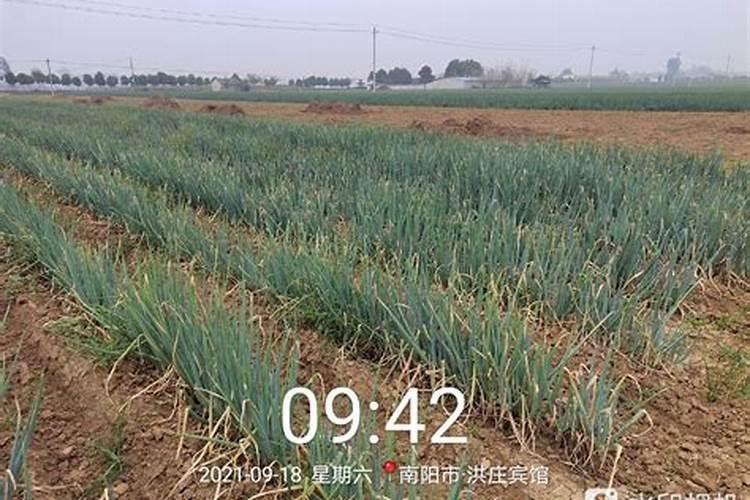 木香花的养殖方法和注意事项