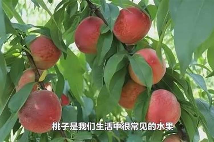 昙花长花蕾的时候可以施肥吗