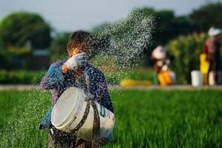 玉米需要什么样的含量肥料