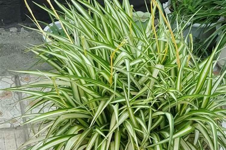 芸苔素危害