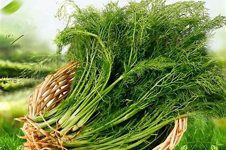 大蒜需要用几次膨大素
