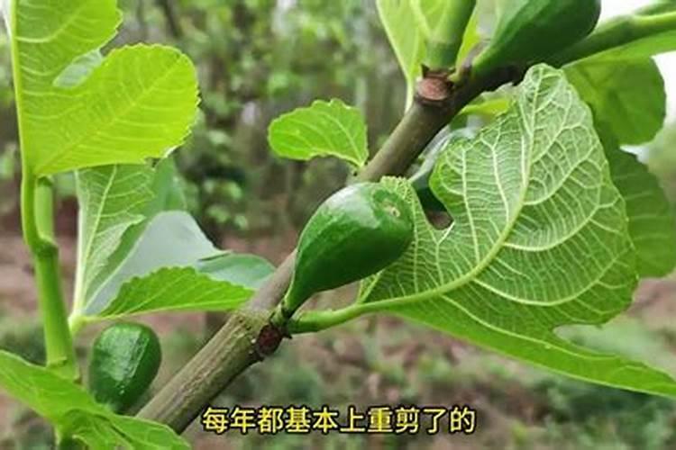 苹果树幼树树叶卷叶、干边怎么办？