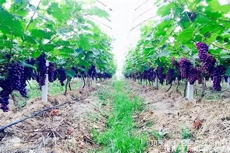 葡萄浇水时施氮肥过多过近出现下部叶子干枯怎样补救