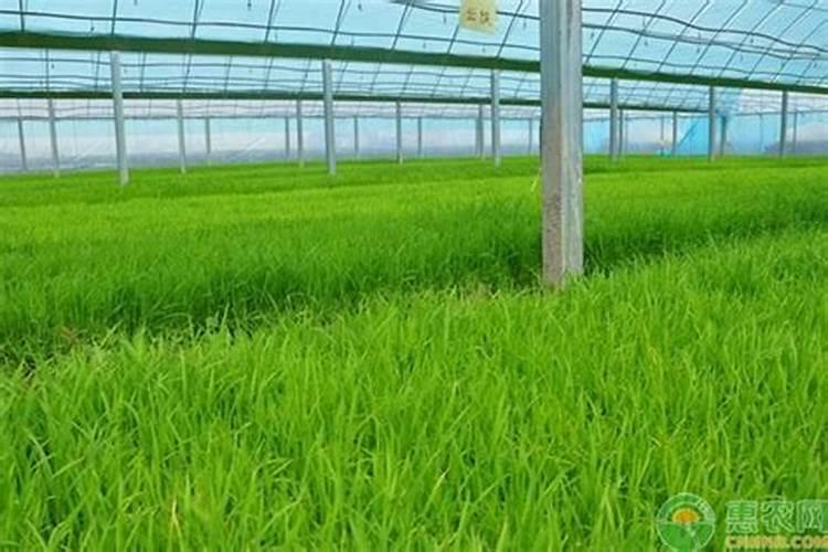 水稻播种遇到低温天气怎么办？