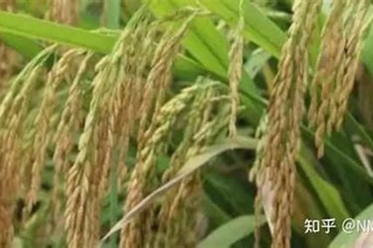 水稻苗床打叶面肥应该间隔几天多少天？