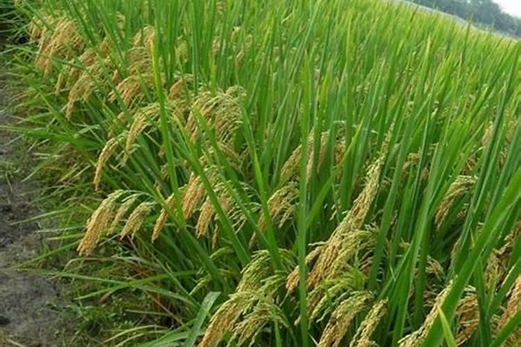 水稻施用叶面肥要多久见效