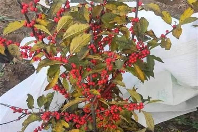 缺钾缺钠的症状和危害