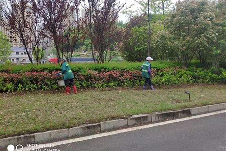 春雨如何施肥