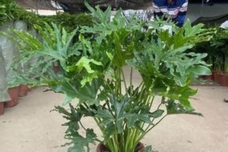 发财树受冻后叶子越来越黄,并且下垂,急求补救方法
