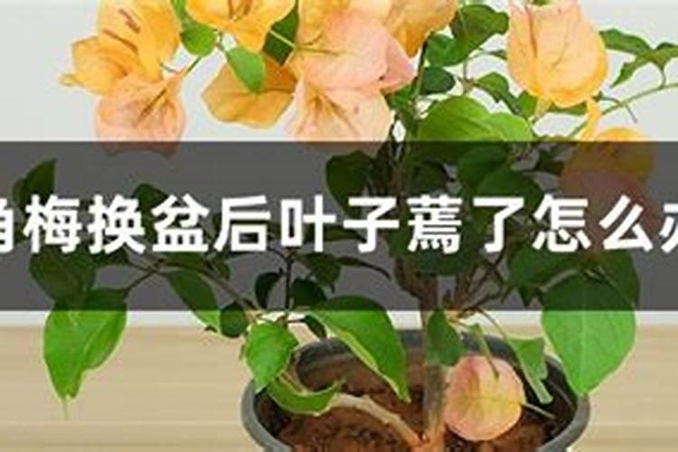 三角梅叶子发蔫原因及补救方法