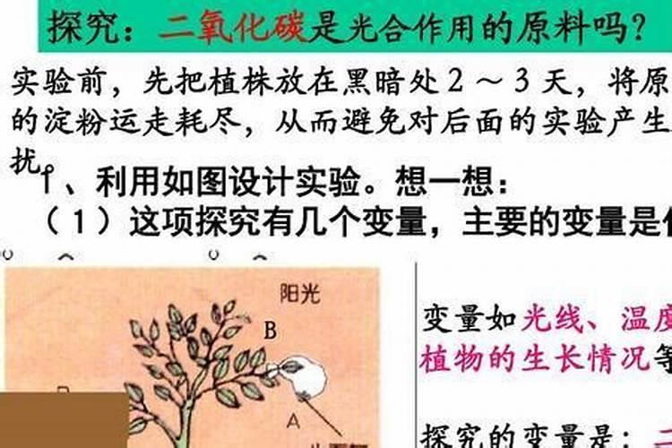 释迦果树怕冻吗