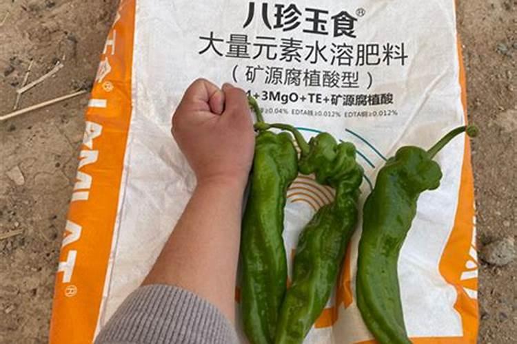 牧丹花怎么养植