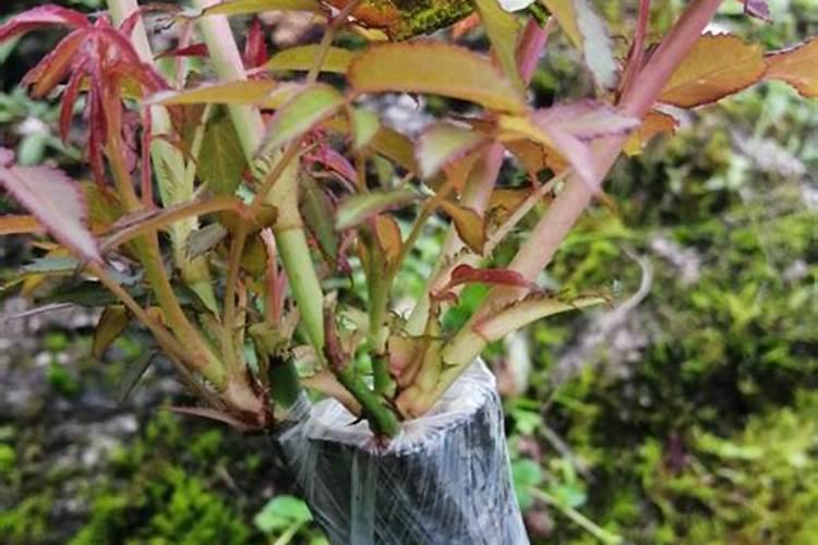 桉树什么季节种植合适