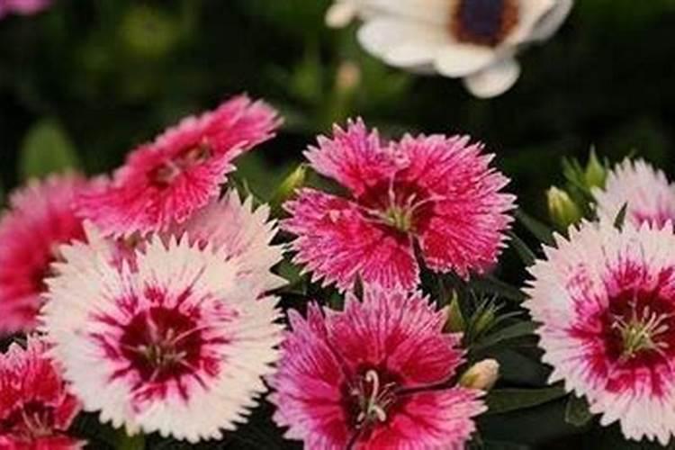 石竹花浇什么肥料合适