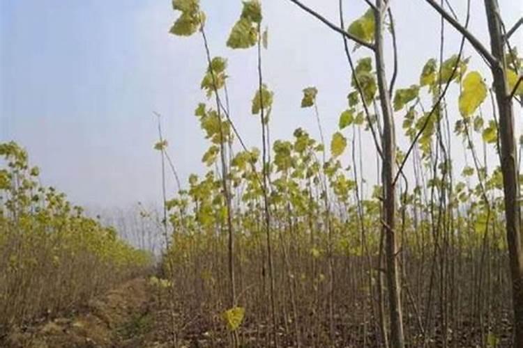 栽杨树苗怎么栽成活率高