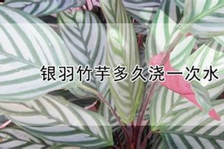 银羽竹芋开花吗