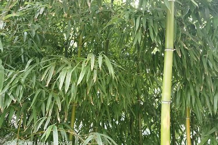竹子花可以繁殖吗？竹的繁殖方法有哪些？