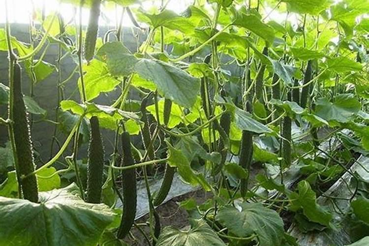 黄瓜几天冲施一次肥？用什么黄瓜水溶肥好