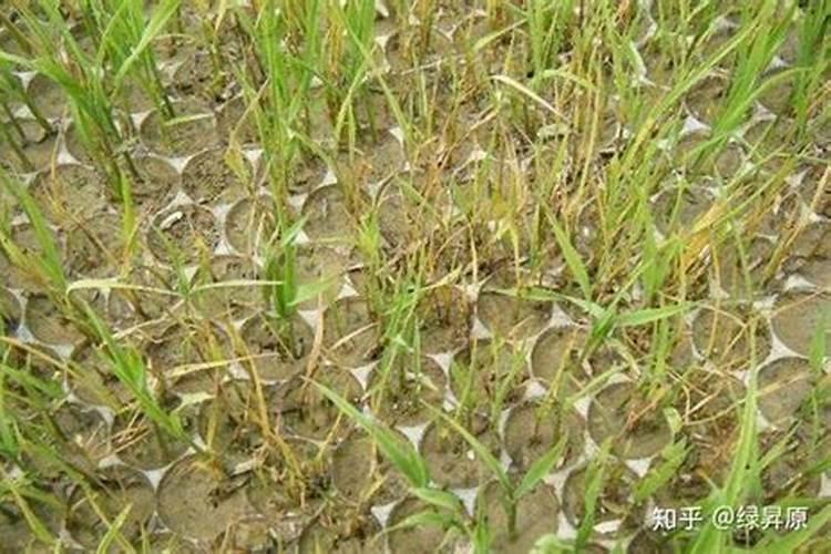 哪种叶面用的钙肥吸收好