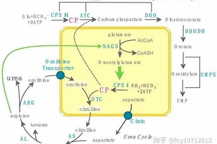 尿素属于什么态氮肥