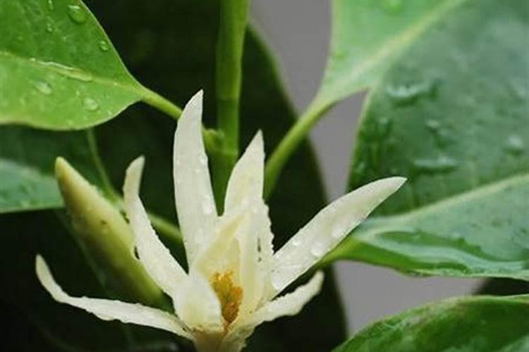 生姜种植用什么肥料最好