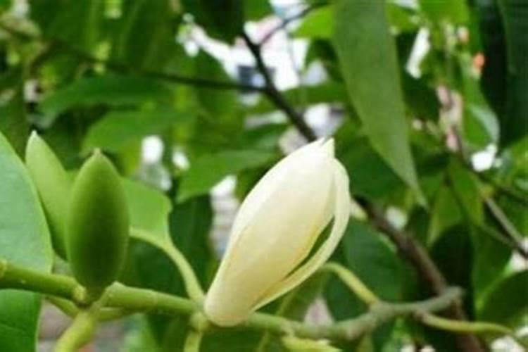 白兰花的施肥方法用什么肥料？