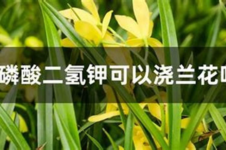 白兰花施什么肥料最好
