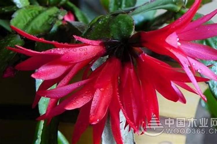 花生麸和菜籽饼那个喂鸡好