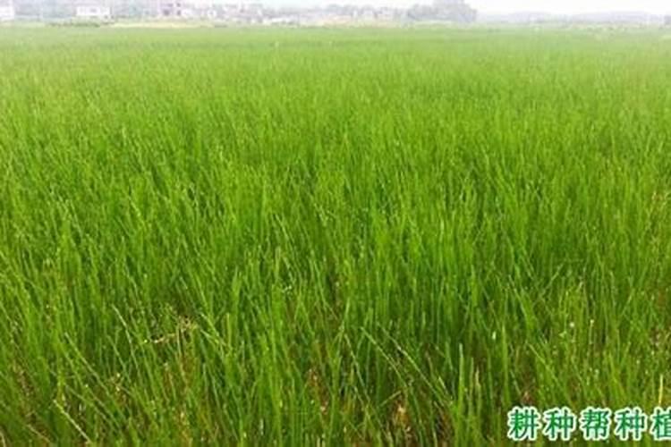 荸荠9月中旬施了壮秧剂苗旺还可以喷多效唑吗？