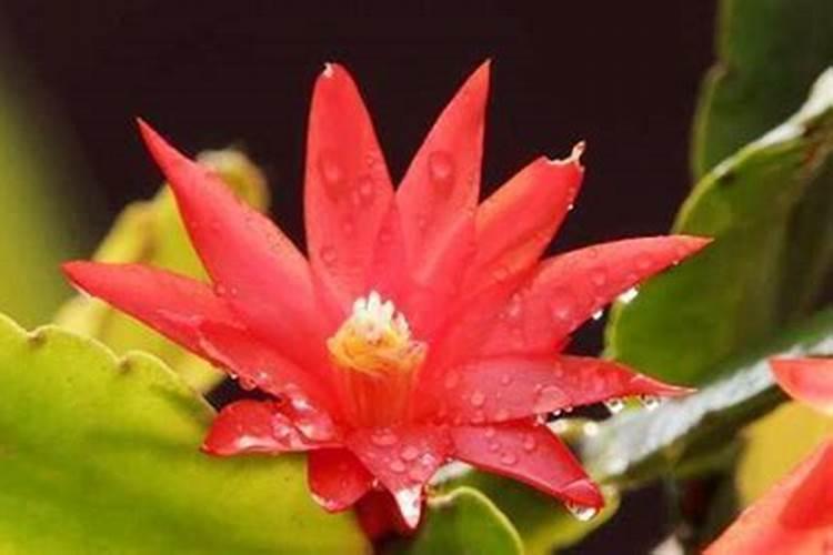 假昙花施什么肥最好