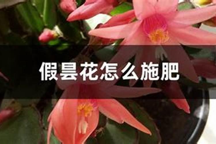 假昙花怎么施肥