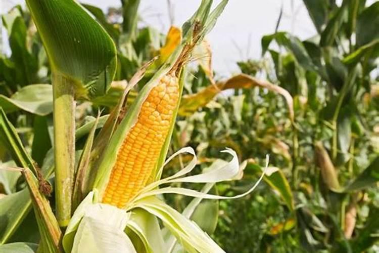 玉米底肥一次性施肥 氮磷钾 各用多少？