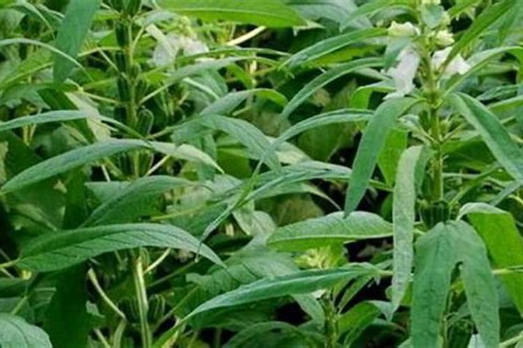 芝麻开花期间有哪些相关管理技巧？