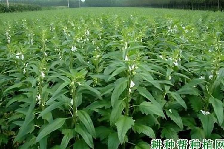 芝麻种植技术与管理方法