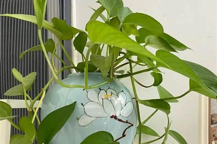 枯草芽孢杆菌能和阿维菌素一起混用吗(混配使用的作用)
