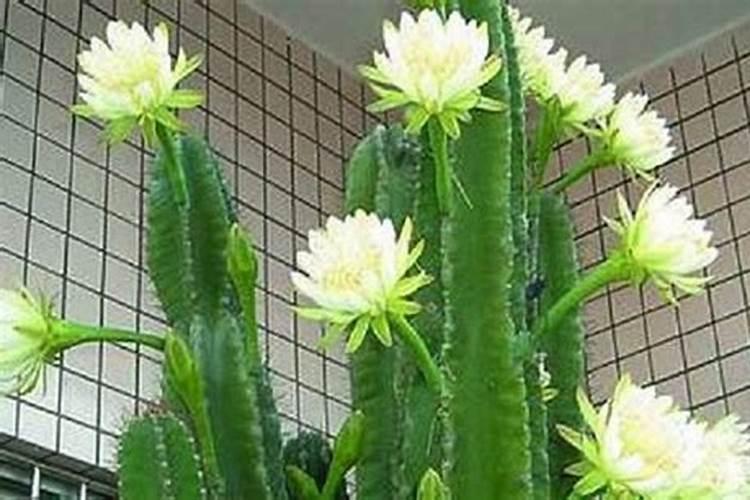 龙骨花怎样施肥