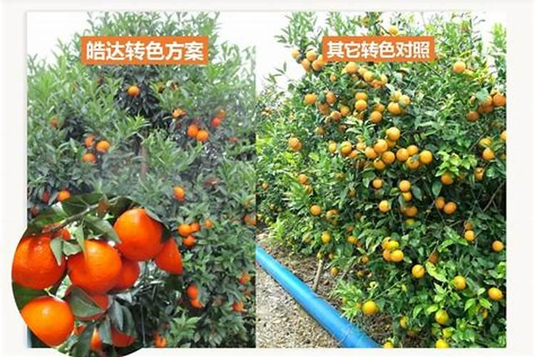 柑橘果子着色不好怎么办