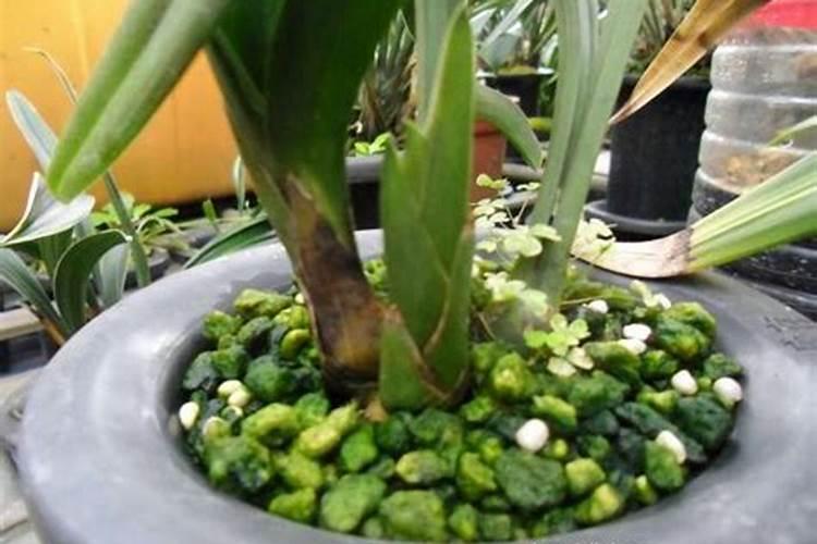 如何给月季花施肥