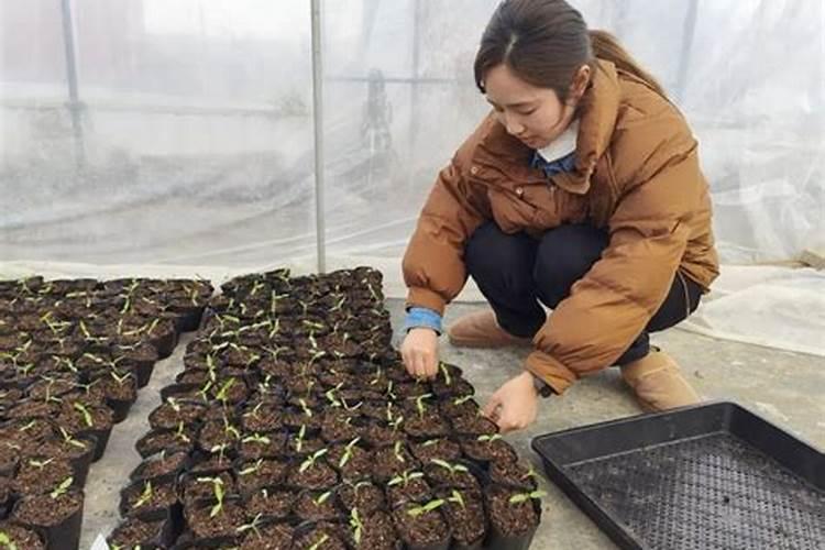 梨树基肥用农家肥加硼肥和锌肥可以吗
