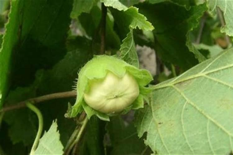 7天收成的菜有哪些 什么蔬菜种植周期短