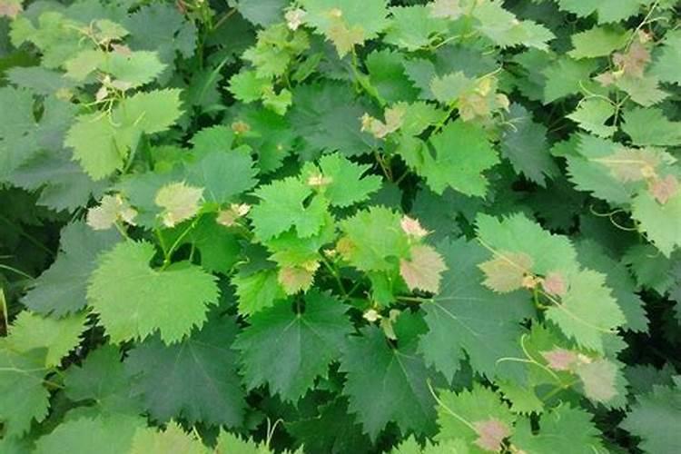 请教肥厚叶子植物学名