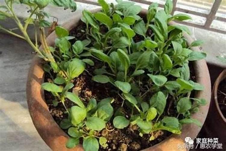 花生追肥用复合肥还是尿素用什么肥料最好