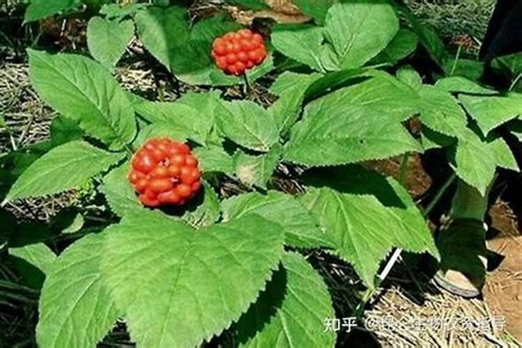 怎样给西洋参追肥？