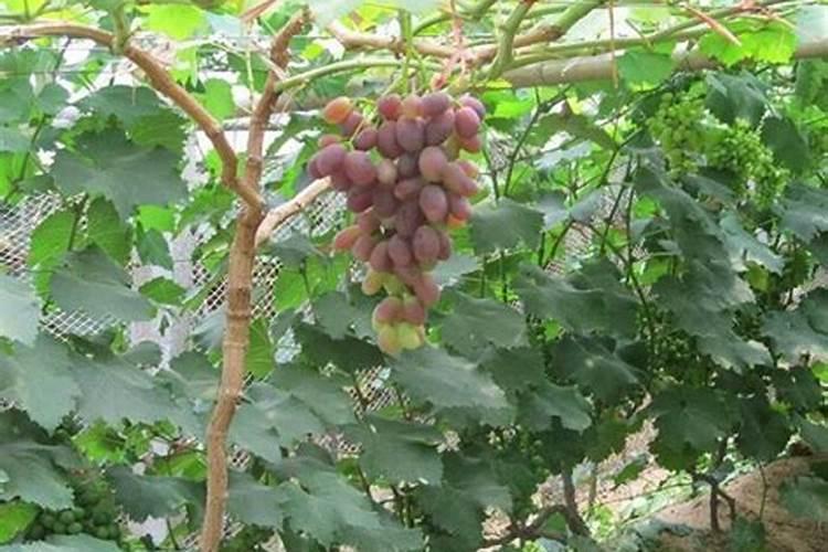 葡萄树挂果后怎样施肥