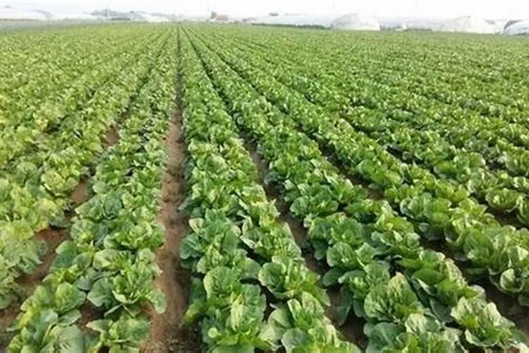 大白菜什么时候施肥和浇水