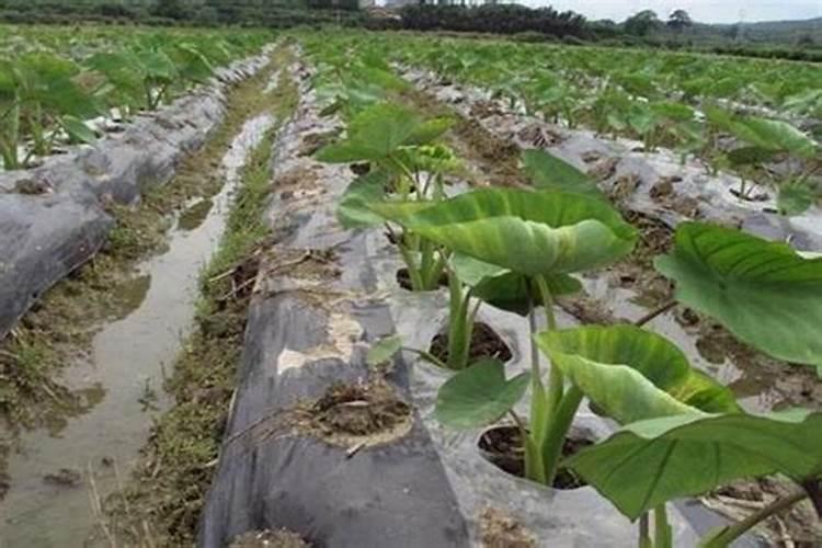 芋头7月施肥方法