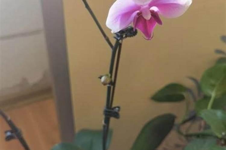 蝴蝶兰长花苞期可不可以施肥