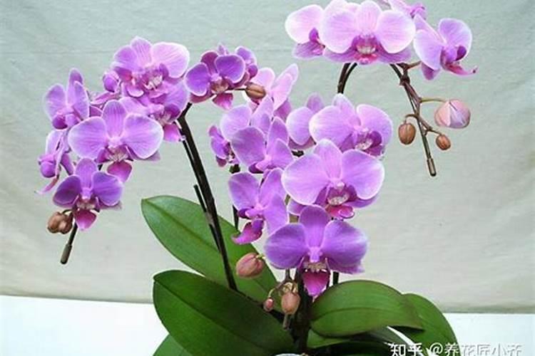 蝴蝶兰长花苞能施肥吗？施什么肥？