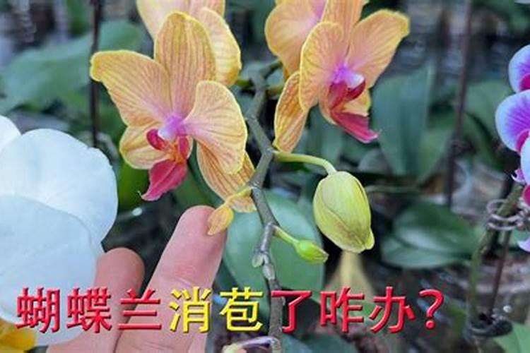 蝴蝶兰长花苞期可不可以施肥,蝴蝶兰开花期间可以施肥吗